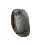 インコ スタンプ（個別スタンプ：6）