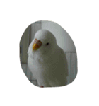 インコ スタンプ（個別スタンプ：7）
