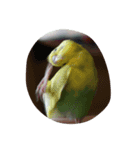 インコ スタンプ（個別スタンプ：8）
