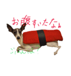 イタグレ 白玉もちこ（個別スタンプ：3）