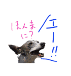イタグレ 白玉もちこ（個別スタンプ：11）