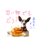 イタグレ 白玉もちこ（個別スタンプ：12）