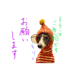 イタグレ 白玉もちこ（個別スタンプ：15）
