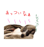 イタグレ 白玉もちこ（個別スタンプ：18）