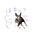 イタグレ 白玉もちこ（個別スタンプ：21）