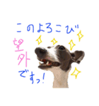 イタグレ 白玉もちこ（個別スタンプ：25）