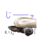 イタグレ 白玉もちこ（個別スタンプ：33）