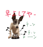 イタグレ 白玉もちこ（個別スタンプ：34）