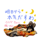 イタグレ 白玉もちこ（個別スタンプ：36）