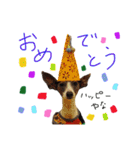 イタグレ 白玉もちこ（個別スタンプ：40）