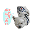 ごん太のきもち（個別スタンプ：1）