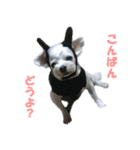 ごん太のきもち（個別スタンプ：3）