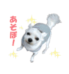 ごん太のきもち（個別スタンプ：4）