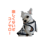 ごん太のきもち（個別スタンプ：8）
