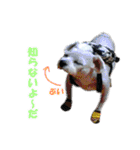 ごん太のきもち（個別スタンプ：14）