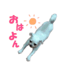 ごん太のきもち（個別スタンプ：16）