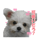 ごん太のきもち（個別スタンプ：17）