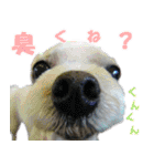ごん太のきもち（個別スタンプ：21）