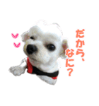 ごん太のきもち（個別スタンプ：29）