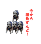 ごん太のきもち（個別スタンプ：39）