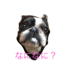 雑なボステリ（個別スタンプ：1）