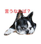雑なボステリ（個別スタンプ：7）