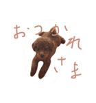 トイプードルのレオナルド（個別スタンプ：3）