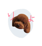 トイプードルのレオナルド（個別スタンプ：5）