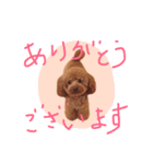 トイプードルのレオナルド（個別スタンプ：7）