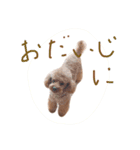 トイプードルのレオナルド（個別スタンプ：9）