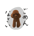 トイプードルのレオナルド（個別スタンプ：10）