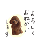 トイプードルのレオナルド（個別スタンプ：14）