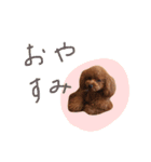 トイプードルのレオナルド（個別スタンプ：16）
