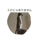 動物スタンプ、チワックスの日常。（個別スタンプ：1）