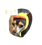 動物スタンプ、チワックスの日常。（個別スタンプ：2）
