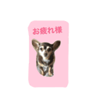 動物スタンプ、チワックスの日常。（個別スタンプ：6）
