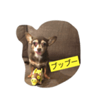 動物スタンプ、チワックスの日常。（個別スタンプ：8）
