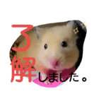 キンクマハムスターのkimochiすたんぷ3（個別スタンプ：1）