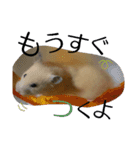 キンクマハムスターのkimochiすたんぷ3（個別スタンプ：2）