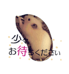 キンクマハムスターのkimochiすたんぷ3（個別スタンプ：3）