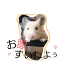 キンクマハムスターのkimochiすたんぷ3（個別スタンプ：8）