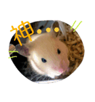 キンクマハムスターのkimochiすたんぷ3（個別スタンプ：15）