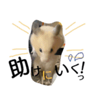 キンクマハムスターのkimochiすたんぷ3（個別スタンプ：16）