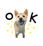 柴犬さだはるくん（個別スタンプ：1）