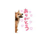 柴犬さだはるくん（個別スタンプ：2）
