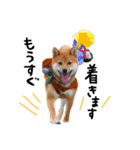 柴犬さだはるくん（個別スタンプ：3）