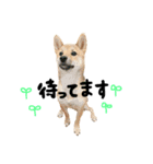 柴犬さだはるくん（個別スタンプ：4）