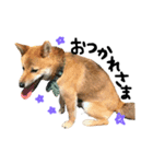 柴犬さだはるくん（個別スタンプ：5）
