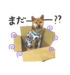 柴犬さだはるくん（個別スタンプ：6）