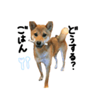 柴犬さだはるくん（個別スタンプ：7）